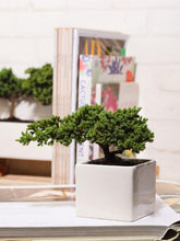 mini-bonsai-de-pino-planta-de-la-eternidad-maceta-ceramica-regalos-de-condolencias-regalos-de-pesame-regalos-de-cumpleanos--regalos-para-hombres-habibi-plantitas.jpg